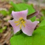 Trillium catesbaei Λουλούδι