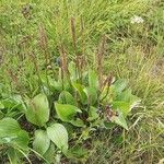 Plantago maxima Habit