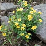 Oxalis frutescens Хабит