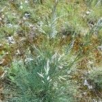 Festuca marginata Habitus