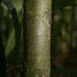 Naucleopsis guianensis Kora