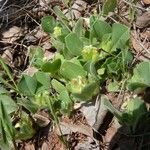 Tripodion tetraphyllum Hábito