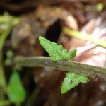 Thelypteris bergiana Leaf