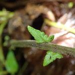Thelypteris bergiana Φύλλο
