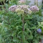 Eupatorium cannabinumപുഷ്പം