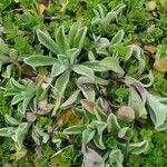 Antennaria parvifolia Листок