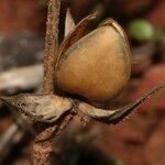 Helianthemum ledifolium Fruit