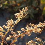 Fallopia sachalinensis Fruit