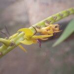 Bulbophyllum sandersonii