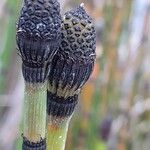 Equisetum hyemale Froito