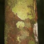 Pouteria reticulata Corteza