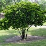 Caesalpinia echinata Hábito