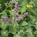 Salvia verticillataFlower