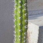 Pachycereus pecten-aboriginum Corteza