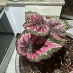 Begonia rex Leaf