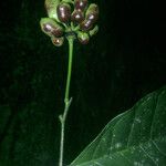 Cymbopetalum brasiliense Fruit