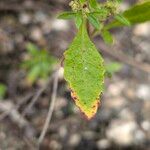 Dysphania ambrosioides Leaf