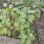 Ageratina adenophora Лист
