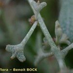Halimione pedunculata Cortiza