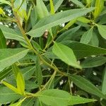 Conocarpus lancifolius Fiore