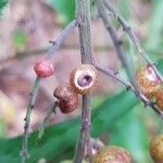 Maianthemum racemosum 果實