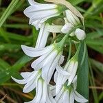 Allium triquetrum Blüte