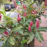 Alpinia purpurataFlor