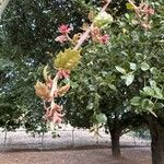 Quercus agrifolia Virág