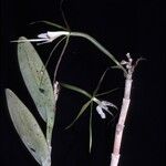 Epidendrum nocturnum Blüte