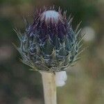 Tyrimnus leucographus Flower