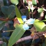 Commelina cyanea Flor