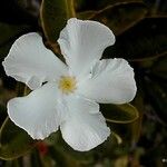 Cerberiopsis obtusifolia Flor