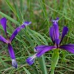 Iris reichenbachiana Кветка
