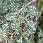 Artemisia campestris Fuelha