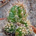 Thelocactus leucacanthus