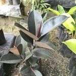 Ficus elastica Folha