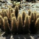 Echinocereus engelmannii Агульны выгляд