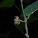 Monanthotaxis laurentii Flower