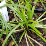 Liriope graminifolia Lehti