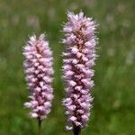 Bistorta officinalis Flower