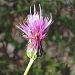 Cirsium tuberosum 花