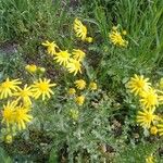 Senecio vernalis 花