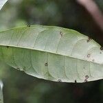 Pachira dolichocalyx Leaf