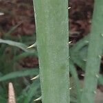 Cycas × multifrondis Azala