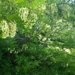 Robinia pseudoacaciaЦвят