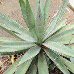 Agave sisalanaЛист