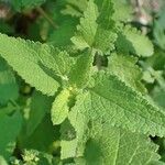 Scrophularia scorodonia Habit