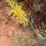 Stanleya pinnata Flor