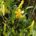 Hypericum brasiliense फूल