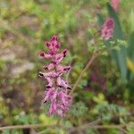 Fumaria officinalisFlower